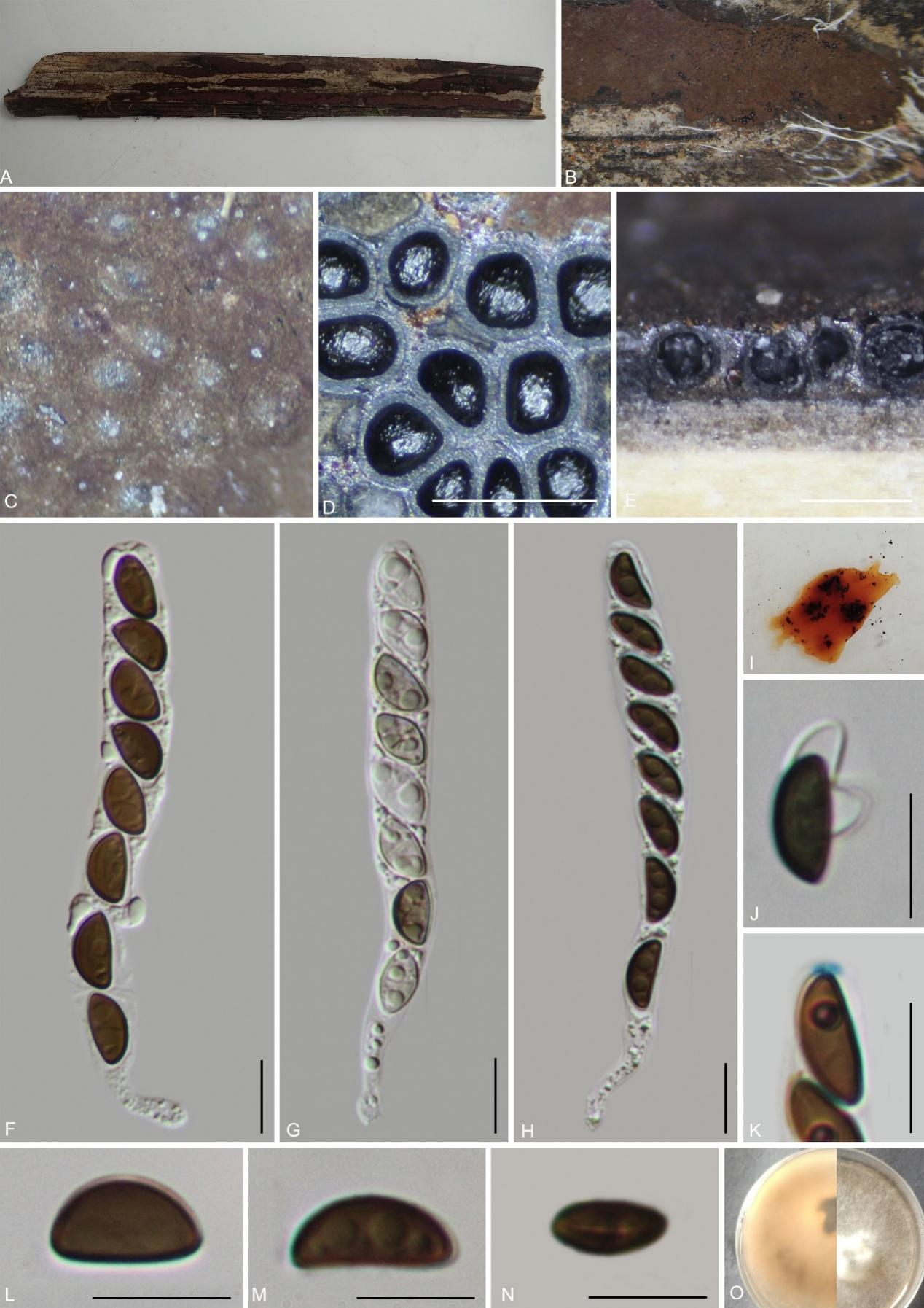 Figure 17